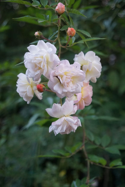  - Septembrie 2018