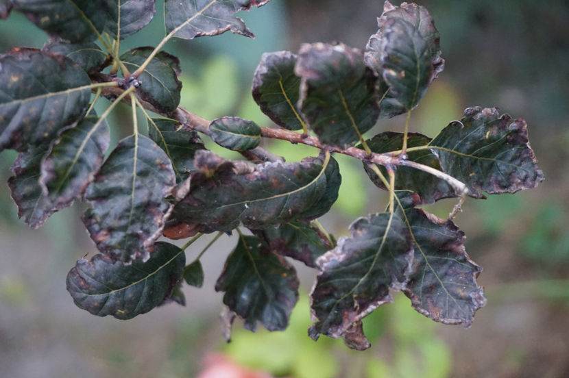 Cotinus bolnav - Septembrie 2018