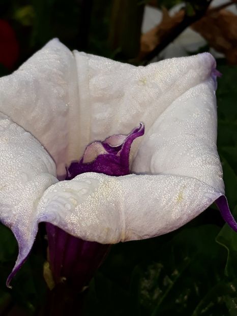  - Datura