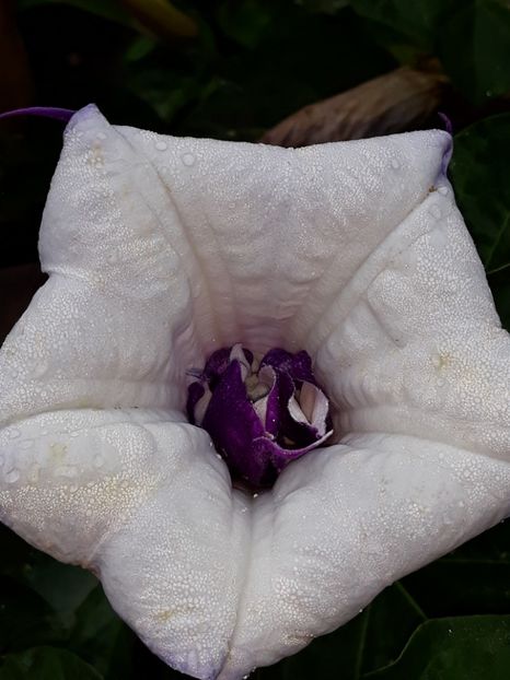  - Datura