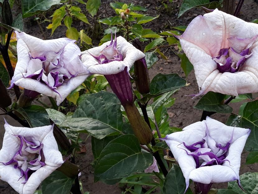  - Datura
