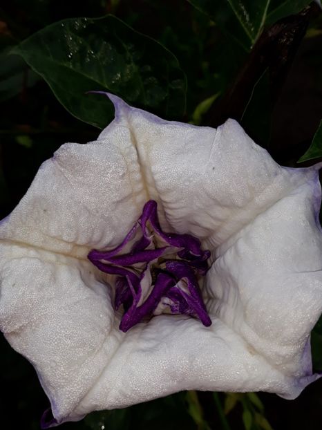  - Datura
