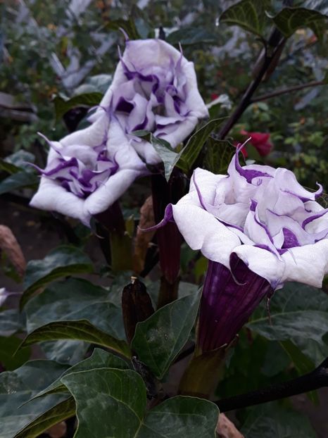  - Datura