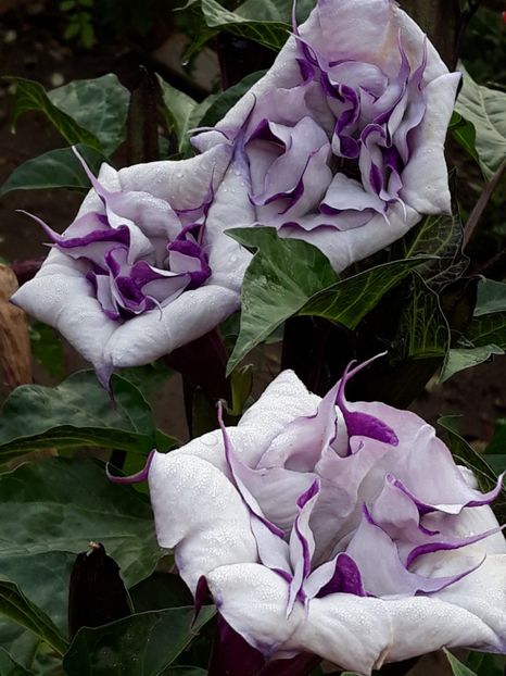  - Datura