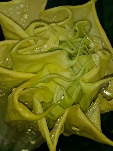  - Datura