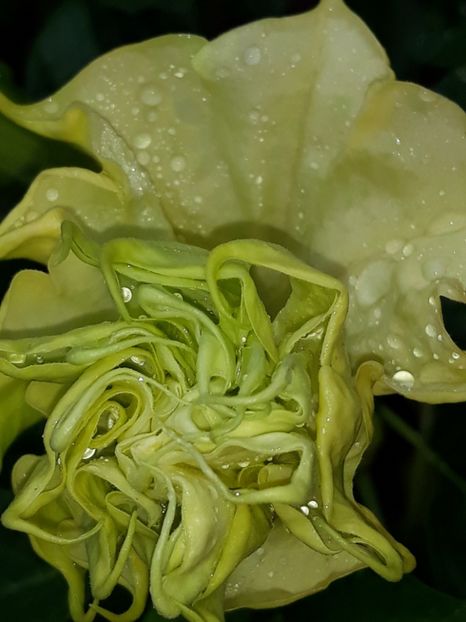  - Datura