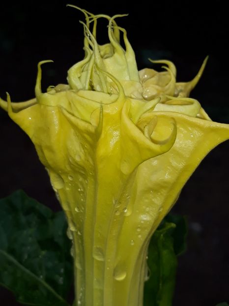  - Datura