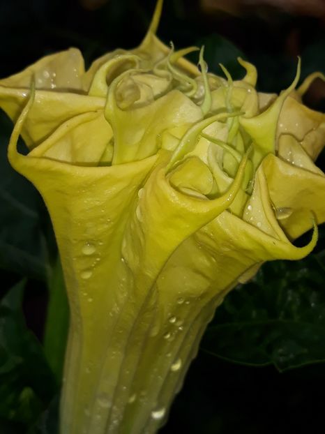  - Datura