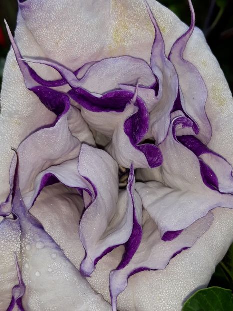  - Datura