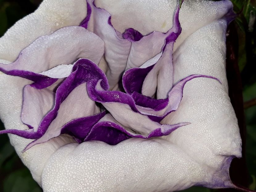  - Datura