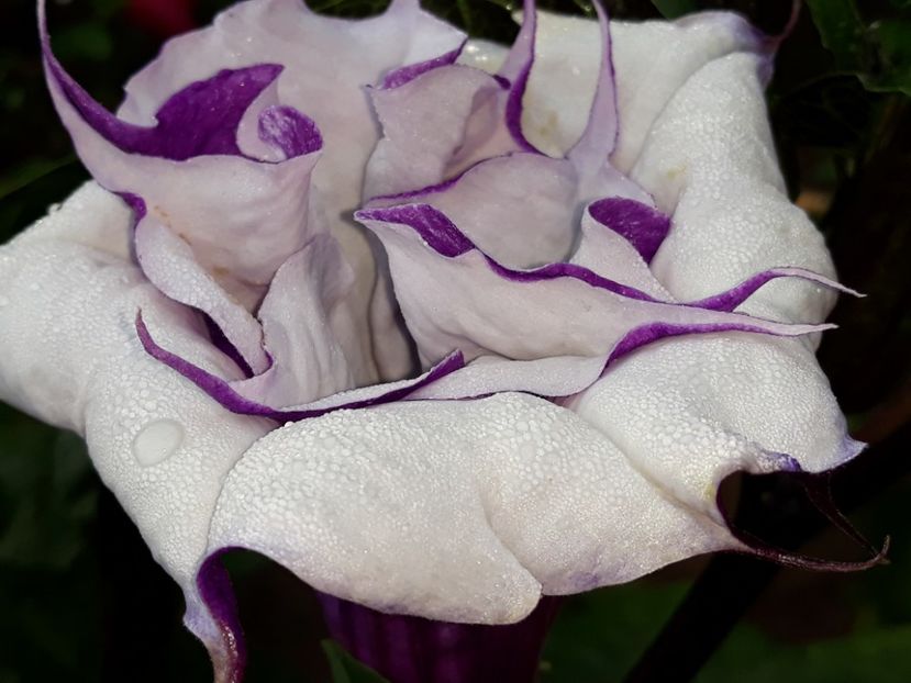  - Datura
