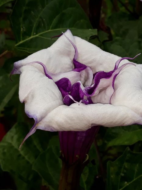  - Datura