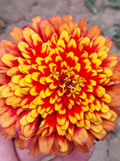  - Zinnia