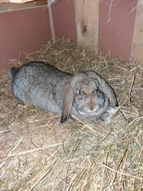 IMG-20180514-WA0001 - Femela 8 Agouti