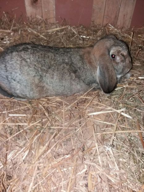 IMG-20180514-WA0000 - Femela 8 Agouti