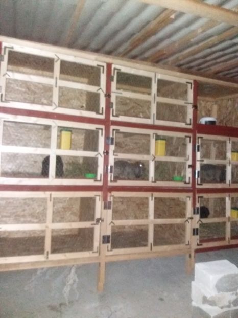  - Custile mele - iepuri