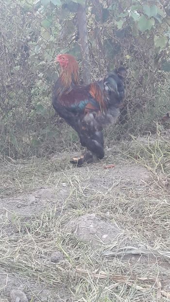  - Tineret brahma 2018