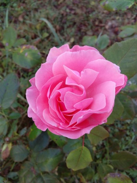  - TRANDAFIRI 2018-2019