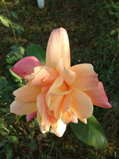  - TRANDAFIRI 2018-2019