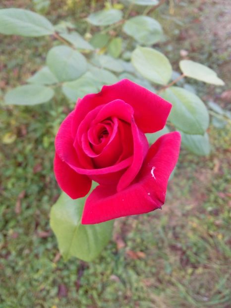  - TRANDAFIRI 2018-2019