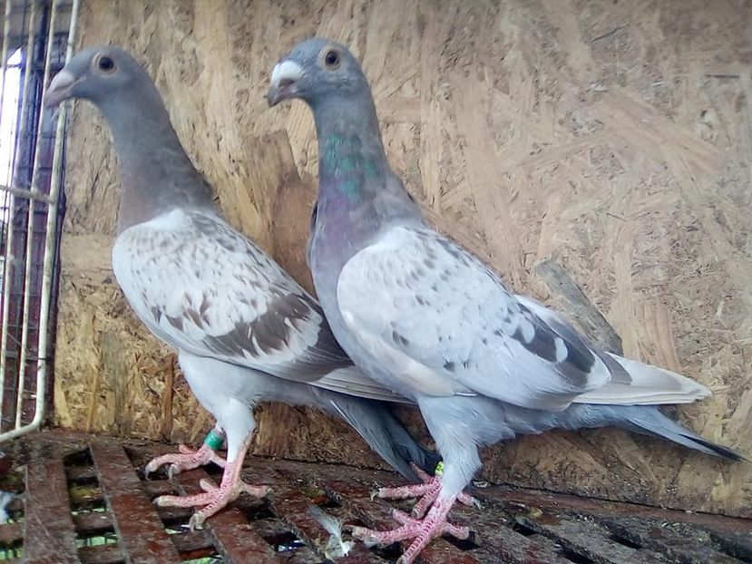  - V-Tineret 2018-2018-2018---