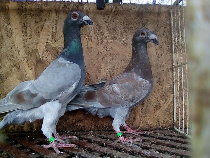  - V-Tineret 2018-2018-2018---