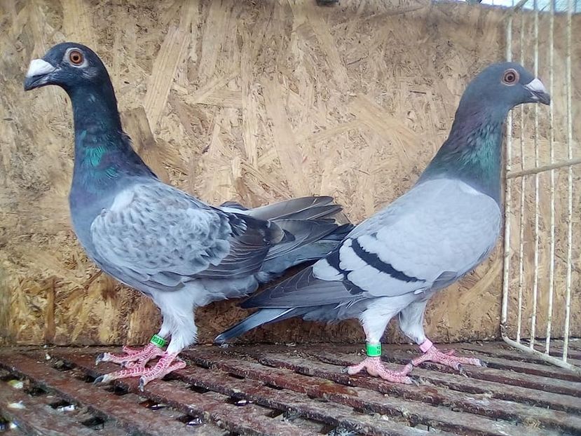  - V-Tineret 2018-2018-2018---