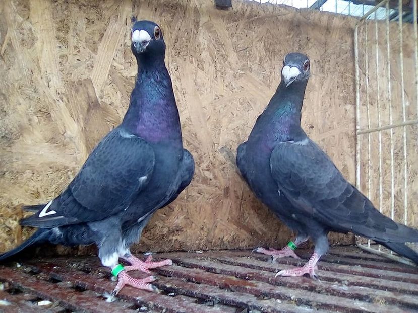  - V-Tineret 2018-2018-2018---