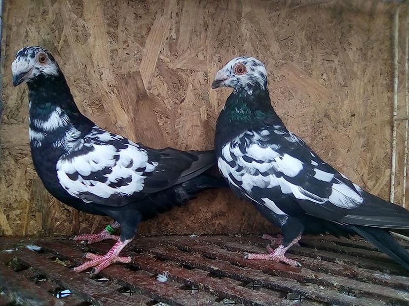  - V-Tineret 2018-2018-2018---