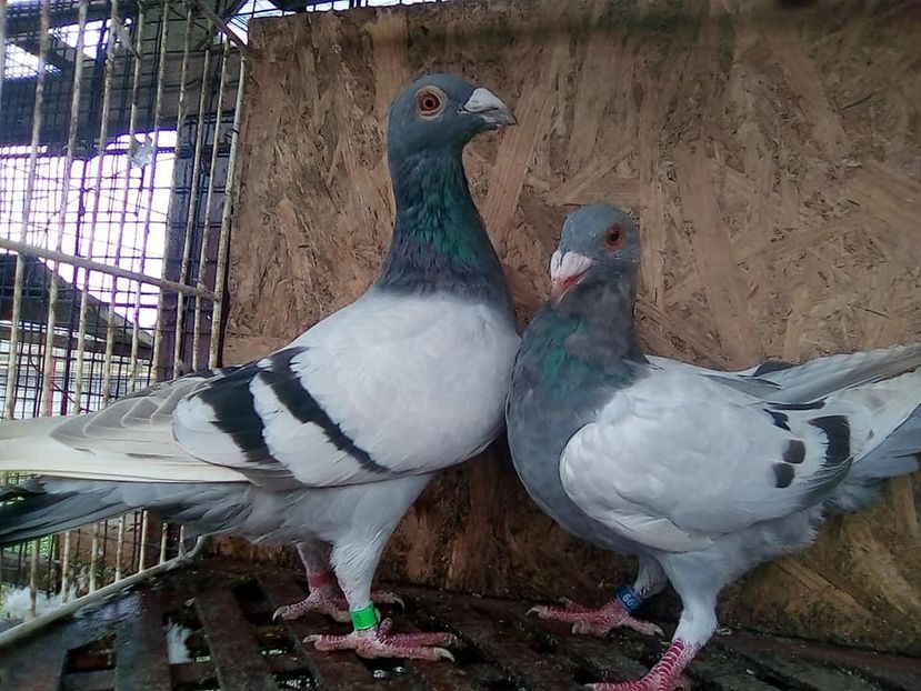  - V-Tineret 2018-2018-2018---