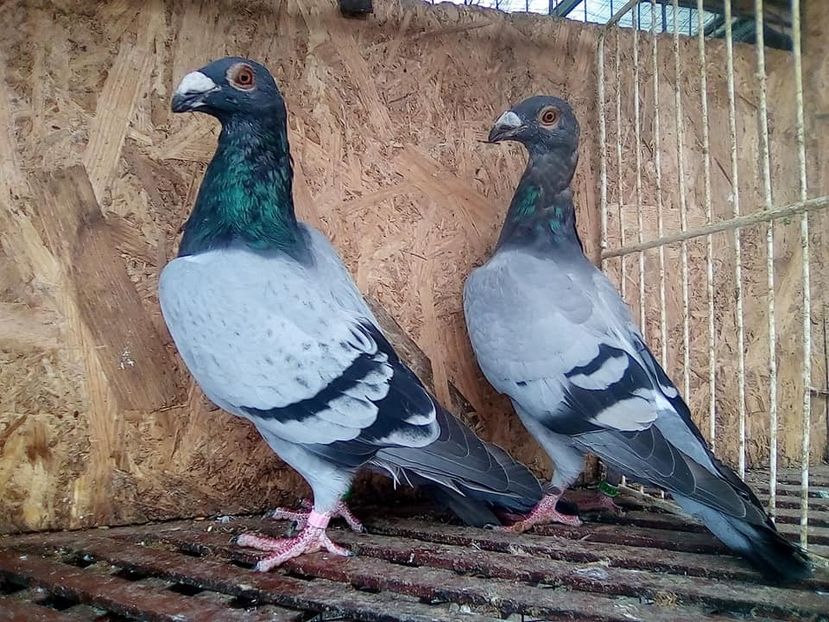  - V-Tineret 2018-2018-2018---