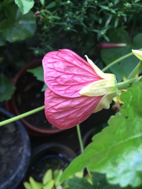 Abutilonul din seminte Lidl 21.09.18 - Abutilon