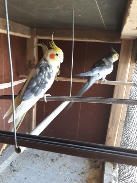 Papagali Nimfe - DE VANZARE