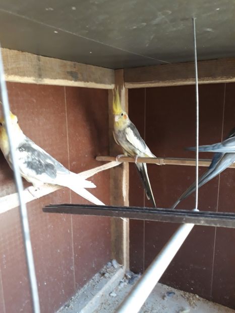 Pereche nimfe + femela = preț 300 de lei neg. - DE VANZARE