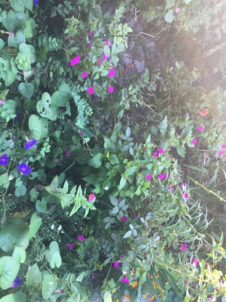 21.09 - Septembrie 2018