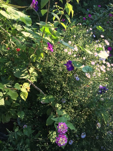 1AF78542-16D0-4F88-8E15-B71F1736E3B8 - Septembrie 2018