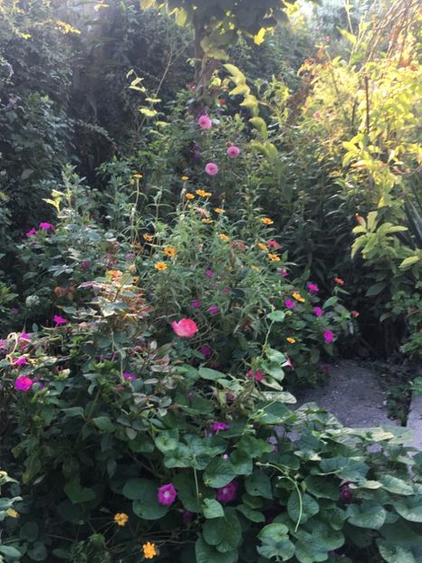 2FD15BC1-5515-47C4-838F-99961F757298 - Septembrie 2018