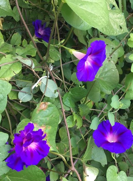 0BD2469D-FB8D-44B8-8AF0-C240E965D802 - Septembrie 2018