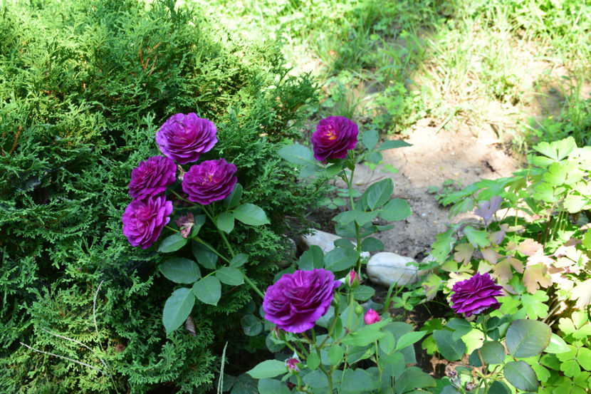 iulie Ebb Tide - 2018_Idilic garden iulie-oct