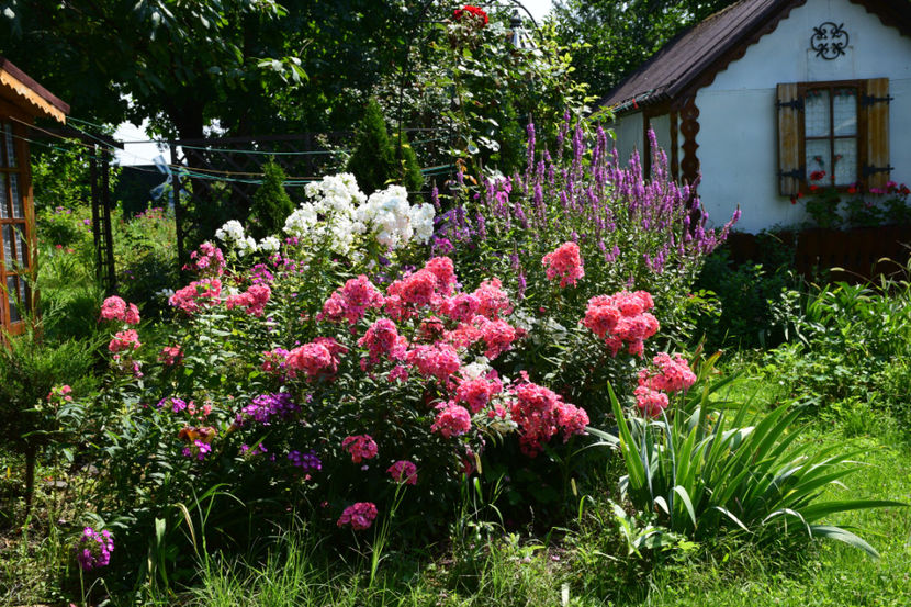 2018 Phlox Tequila sunrise - Z_FAVORITELE gradinii mele