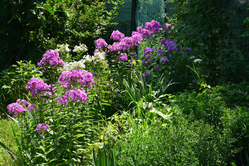  - 2018_Idilic garden iulie-oct