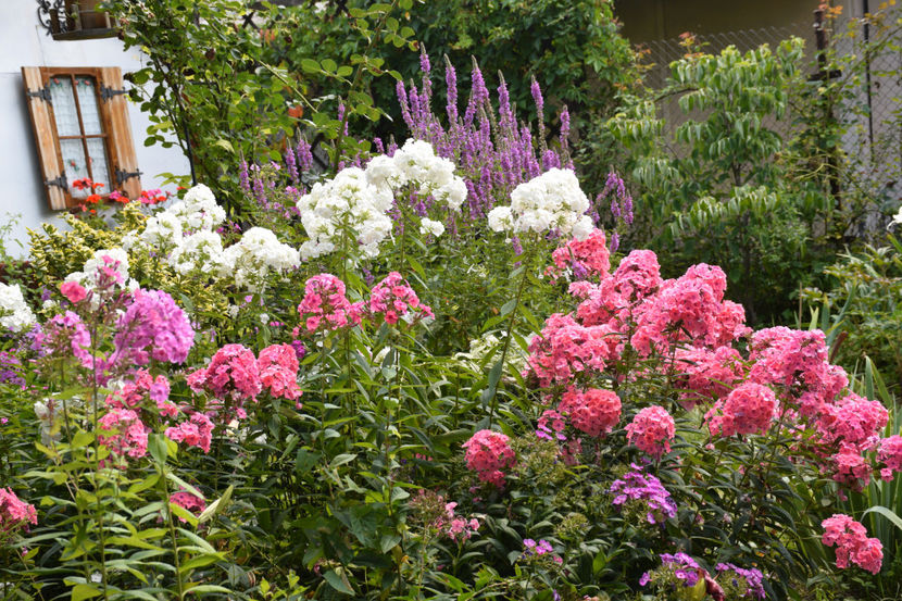  - 2018_Idilic garden iulie-oct