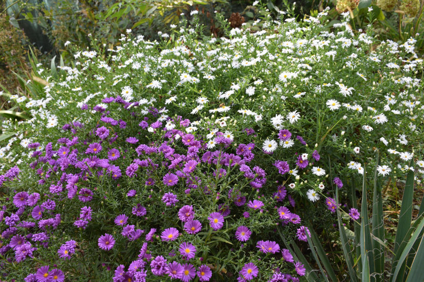  - 2018_Idilic garden iulie-oct