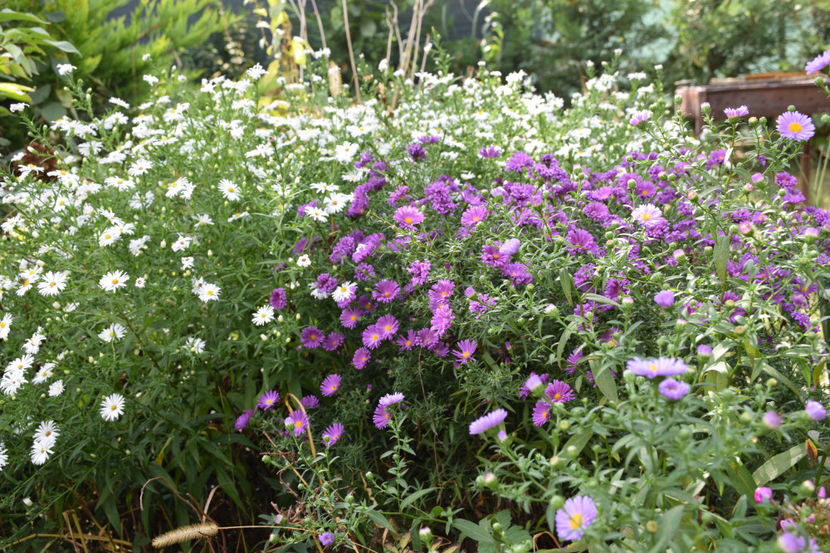  - 2018_Idilic garden iulie-oct