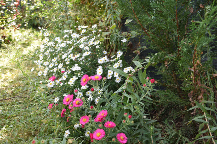  - 2018_Idilic garden iulie-oct