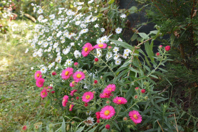  - 2018_Idilic garden iulie-oct