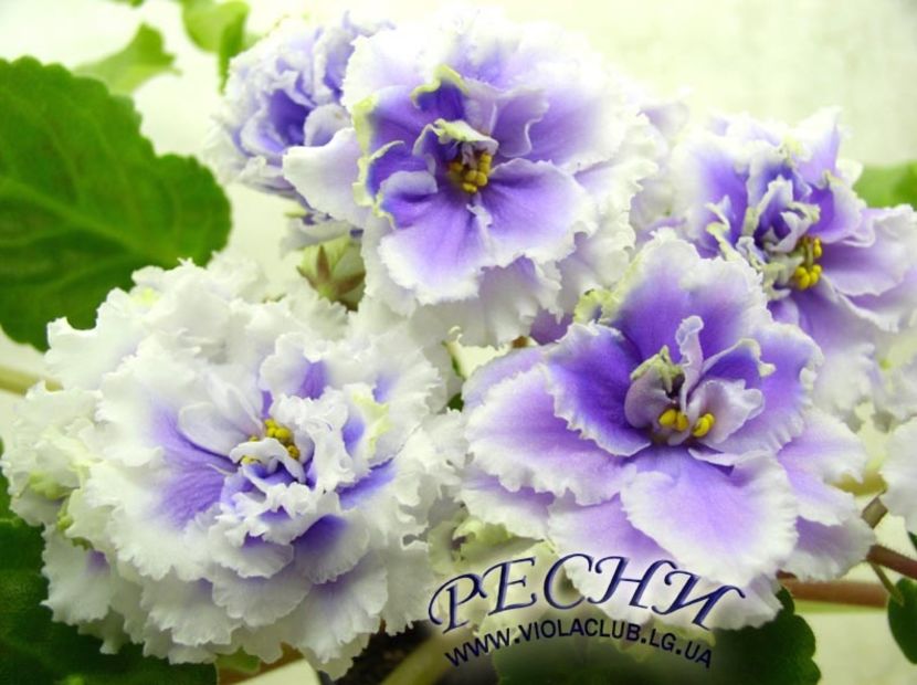 RS Bellissimo - AA Violete in colecție poze net