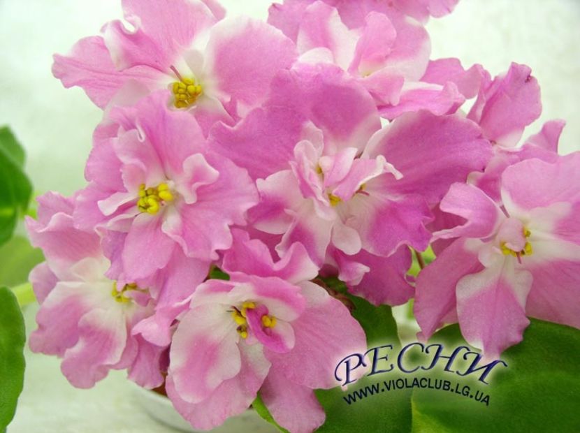 RS Valentine - AA Violete in colecție poze net