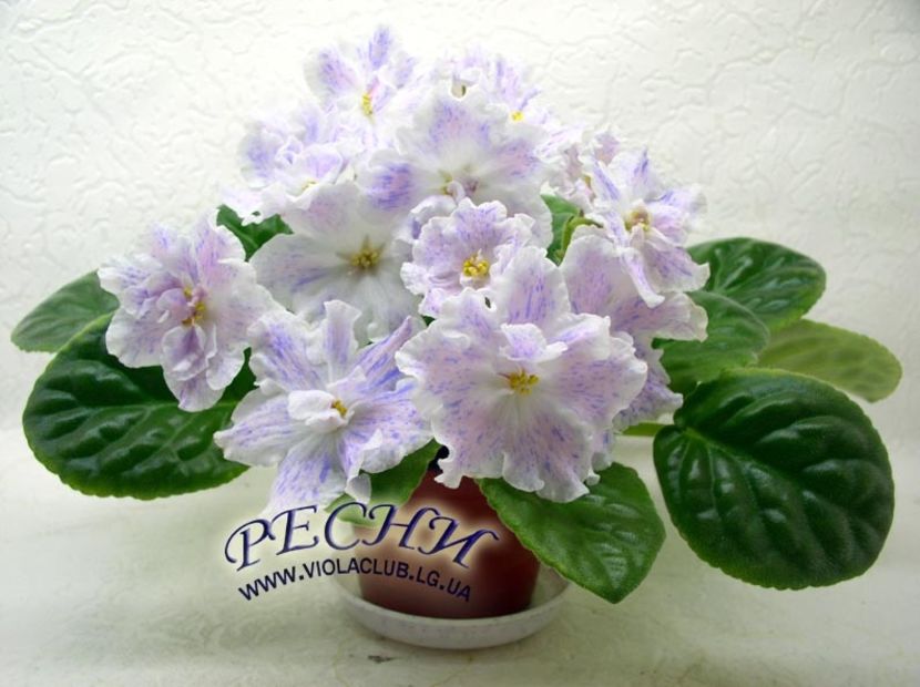 RS Nayada - AA Violete in colecție poze net