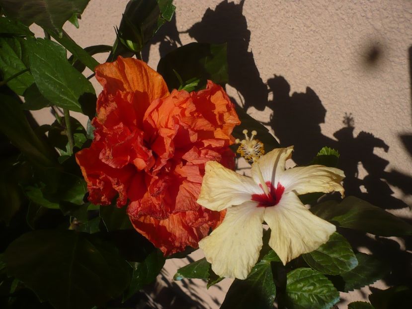 P1400129 - HIBISCUSI 2018-4